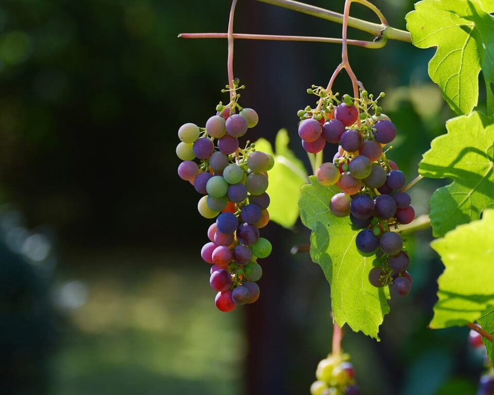 Cacho de uvas verdes e rochas sob o sol