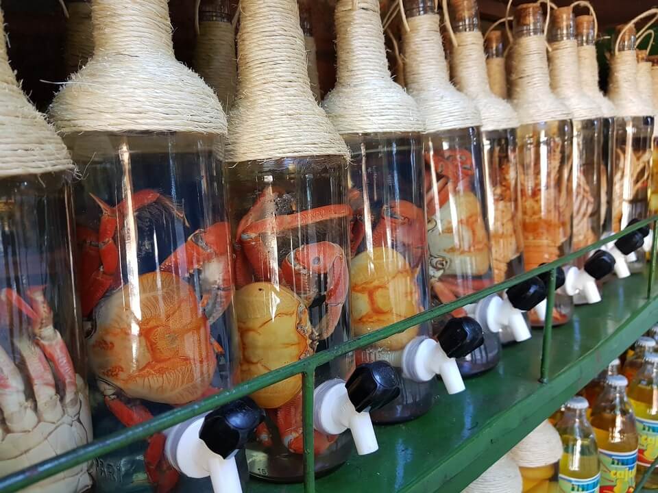 Garrafas de cachaça com torneiras e com tipo de crustáceo embebidas, expostas lado a lado em uma prateleira.
