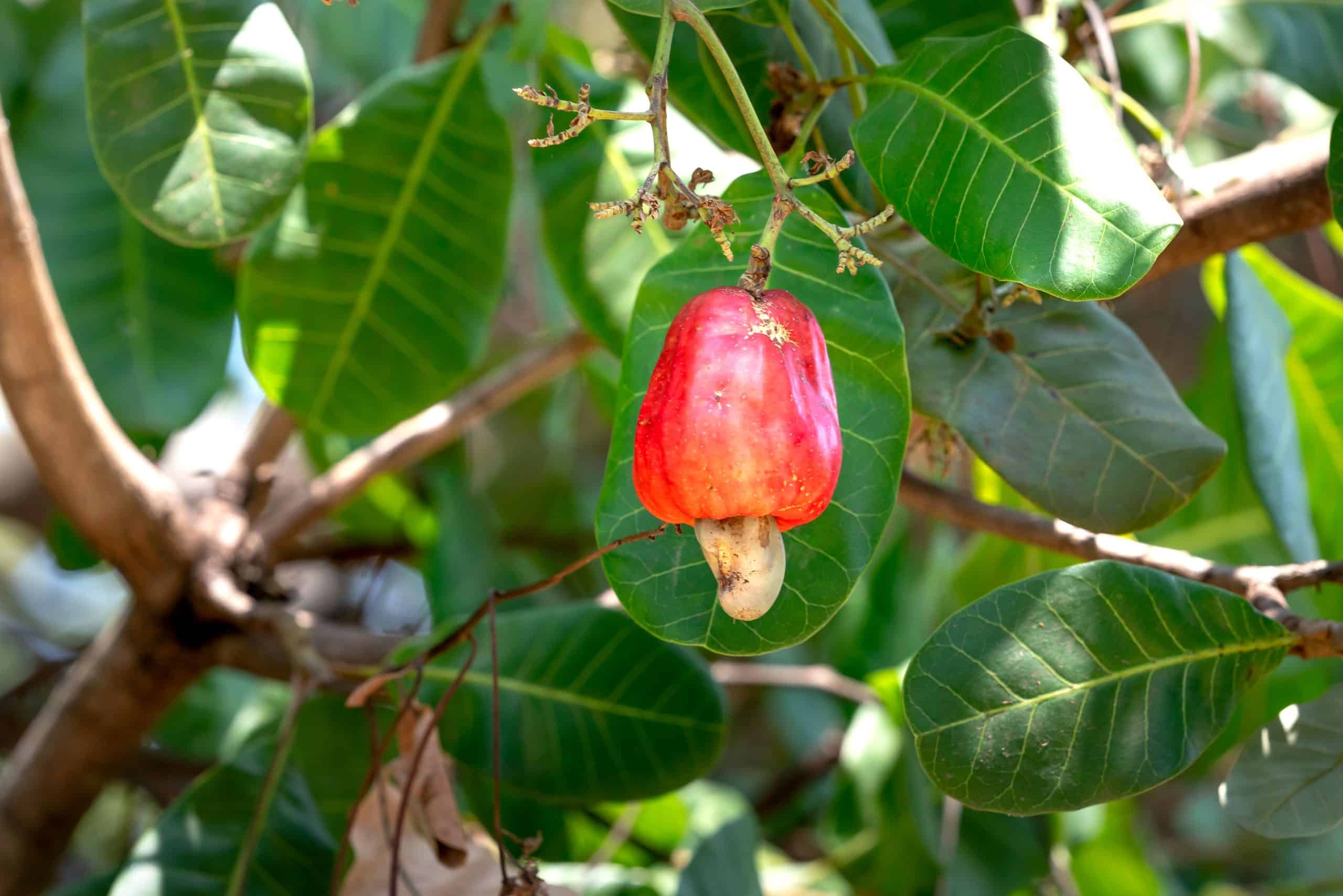 Da Amazônia ao Sul: Os Ingredientes Brasileiros que Estão Conquistando a Coquetelaria
